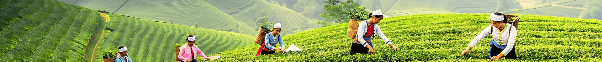 Sypaný čaj Sypaný čaj